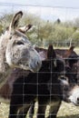 Group of Mediterranean and black donkeys asking for food