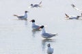 Group of Mediterranean gulls floating on the water Royalty Free Stock Photo