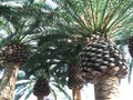 Group of Mediterranean Palm Trees Closeup.