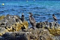 Group of mediterranean shag halacrocorax aristotelis desmarestii in summer standing on a rock Royalty Free Stock Photo