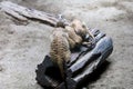 Group meercat is rest and sleep on the dry strick tree Royalty Free Stock Photo