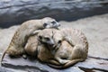 Group meercat is rest and sleep on the dry strick tree Royalty Free Stock Photo