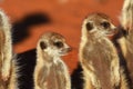 A group of meerkat suricata suricatta are enjoying the evening sun.