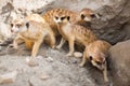 Group of meerkat