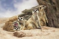 Group of meerkat Royalty Free Stock Photo