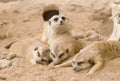 Group of meerkat sleep Royalty Free Stock Photo