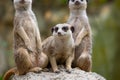 Group of Meerkat and stand on rock