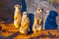 group of meerkat standing on the sand