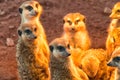 The Group Meerkat sunbathing Royalty Free Stock Photo