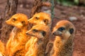 The Group Meerkat sunbathing I Royalty Free Stock Photo