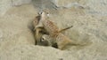 Group of meerkat Suricata suricatta digging in the sand and playing around