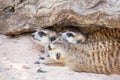 Group of meerkat (Suricata suricatta) sleeping under the timber
