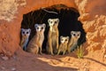 group of meerkats on alert at their burrow entrance Royalty Free Stock Photo