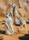 Group of meerkats