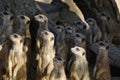 Group of meerkats congregating together on the dry, sandy terrain of their natural habitat