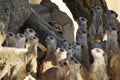 Group of meerkats congregating together on the dry, sandy terrain of their natural habitat