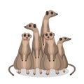 Group of meerkats. Flat vector illustration Royalty Free Stock Photo