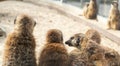 Group of meerkats gossiping, talking with each other in the zoo, back view photo of meerkat animals. Royalty Free Stock Photo