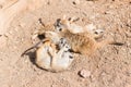 Group of meerkats Royalty Free Stock Photo