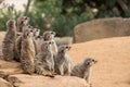 A group of meerkats sits on a stone Royalty Free Stock Photo