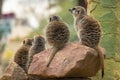 A group of meerkats sits on a stone Royalty Free Stock Photo