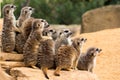 A group of meerkats sits on a stone Royalty Free Stock Photo