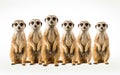 A Group of Meerkats Standing Alert in the Desert -Generative Ai Royalty Free Stock Photo