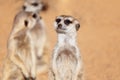 A Group Of Meerkats Looking Around Royalty Free Stock Photo