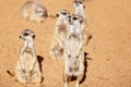 A Clan Of Meerkats Looking Around Royalty Free Stock Photo