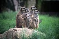 meerkats standing in a zoologic park Royalty Free Stock Photo