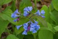 Group Mertensia virginica - Virginia Bluebells Royalty Free Stock Photo