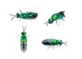 Group of metallic cuckoo wasp Chrysididae isolated on white background. Insect. Animals