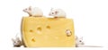 Group of mice around a big piece of cheese