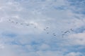 Group of Migrating Birds Flying in the Sky Royalty Free Stock Photo