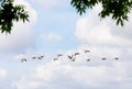 Group of migrating canadian geese Royalty Free Stock Photo