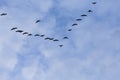 Group of migrating geese birds Royalty Free Stock Photo