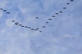 Group of migrating geese birds