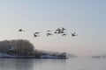Group of migrating swans flying over the cold lake
