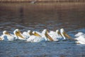 White pelicans swimming Royalty Free Stock Photo