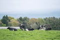 Group of milk cows at Asagiri Kogen farm, Fujinomiya