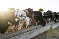 Group of milk cows standing in livestock stall and eating hay at outdoor dairy farm. Agriculture industry, farming and Royalty Free Stock Photo