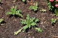 A group of Milk Thistle plants, Silybum Marianum, growing in a garden in Boerner Botanical Gardens