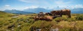 Group of milker cows at alpine pasture Niederhorn mountain, with view to bernese alps