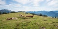 Group of milker cows at Hirschhornlkopf mountain, upper bavaria Royalty Free Stock Photo