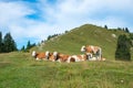 Group of milker cows at Hirschhornlkopf mountain, upper bavaria Royalty Free Stock Photo