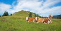 Group of milkers at alpine pasture, bavarian alps Royalty Free Stock Photo