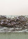 Group millipede curled up on the Cement Royalty Free Stock Photo
