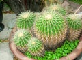 Group of mini cactis in clay pot Royalty Free Stock Photo