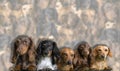 Group of Mini-Dachshunds sticking toether