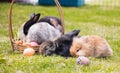 Group of mini rabbit on in basket with basket easter eggs Royalty Free Stock Photo